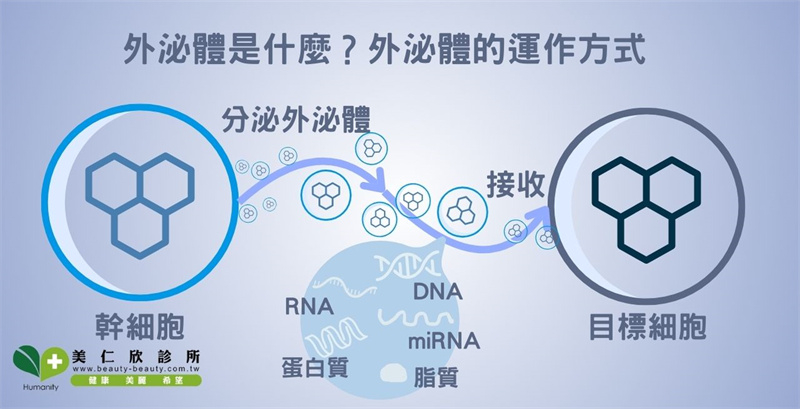 外泌體是什麼？